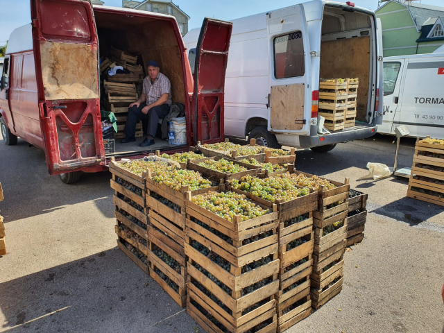 В столице открылась ярмарка по продаже винограда